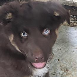 RTM -NBT - Red tri-color male Australian Shepherd puppy in Archie, Missouri from Beachin' Aussies