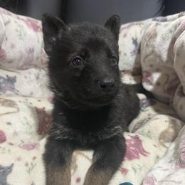Mr Teal - Sable male German Shepherd puppy in Berlin, Wisconsin from Gypsy Miracle Kennels