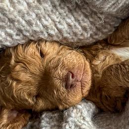 Cavapoos and Poodles from Sleeping Bear Kennels