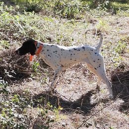 Sophie - German Shorthaired Pointer