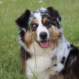 Daisy - Miniature American Shepherd