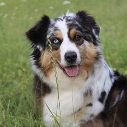 Daisy - Miniature American Shepherd