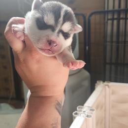Siberian Husky Puppies from Spirit of the Moon Siberians