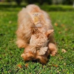 Apollo - Miniature Schnauzer