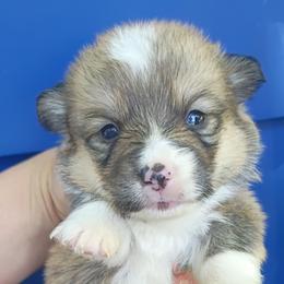 Memphis - Sable male Pembroke Welsh Corgi puppy in Checotah, Oklahoma from Skoal Creek Corgi's