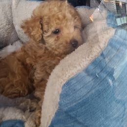 Aussiedoodle, Poodle, and Toy Australian Shepherd Puppies from Heartland Ranch