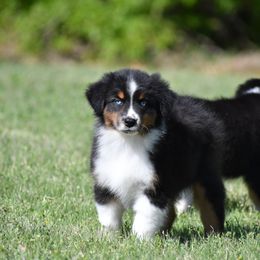 Australian Shepherd Puppies from Black Cow Kennels