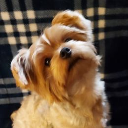 Geezer - Yorkshire Terrier