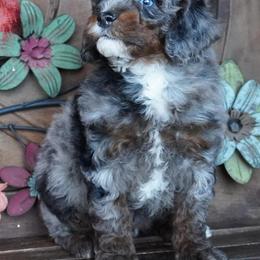 Boy 3 - Blue merle male Aussiedoodle puppy in Lawton, Oklahoma from Lindsey’s Aussies