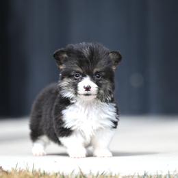 Kiss - Black and tan female Pembroke Welsh Corgi puppy in Mona, Utah from Sorensen Corgis