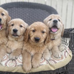 Dachshund and Golden Retriever Puppies from Wyo Dachshunds & Goldens