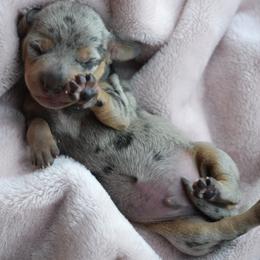 Pretty Boy - Dapple male Dachshund puppy in Afton, Oklahoma from C5 Doodles