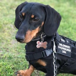 Giovanni - Dachshund