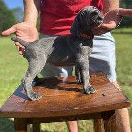 Mr. Orange - Blue male Weimaraner puppy in Appling, Georgia from Georgia Line Weimaraners