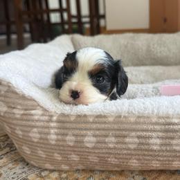 Tri Boy 1 - Tri-color male Cavalier King Charles Spaniel puppy in Raymondville, Missouri from Puppy PlayPen