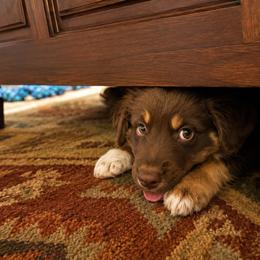 Australian Shepherd Puppies from McElroy Homestead Austrailian Shepherds