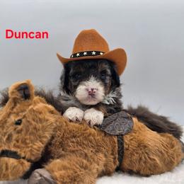 Duncan - Blue merle male Bernedoodle puppy in Summerville, South Carolina from Channys Doodles