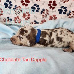 Girl 1 - Chocolate and tan female Dachshund puppy in Lovell, Wyoming from Bernstein Doxies