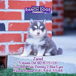 Jared - Blue male Pomsky puppy in Humeston, Iowa from M.A.R. Dogs