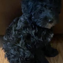 Assorted Doodle Crosses, Cotons de Tulear, Miniature Schnauzers, Poodles, and Schnoodles from A Bundle of Love