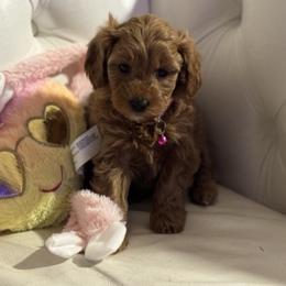 Jingles - Apricot female Cavapoo puppy in Gainesville, Florida from Alyssa Xxweetdoodles