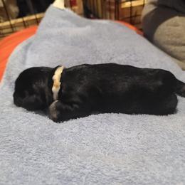 Miniature Schnauzer Puppies from S & S Miniature Schnauzer