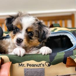 Toy Australian Shepherd Puppies from Tater Tails Toy Aussies