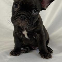 French Bulldogs from Black Diamond Frenchies
