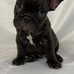 French Bulldogs from Black Diamond Frenchies