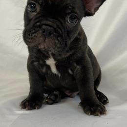 French Bulldogs from Black Diamond Frenchies