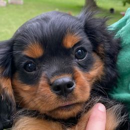 Cavalier King Charles Spaniels from Newton County Cavaliers LLC