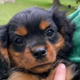 Cavalier King Charles Spaniels from Newton County Cavaliers LLC