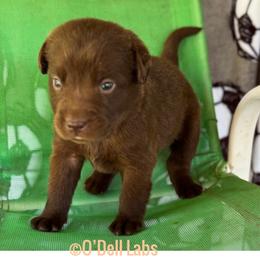 Jules - Chocolate female Labrador Retriever puppy in Sullivan, Missouri from O’Dell Labs