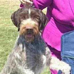 German Wirehaired Pointers from CanDo German Wirehaired Pointers