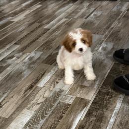 Jill - Blenheim female Cavapoo puppy in Wayland, New York from Loris Pampered Pooches💕