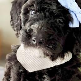 Goldendoodles and Poodles from Peachy Puppies