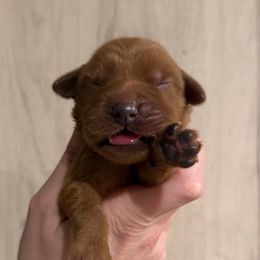 Nancy - Dark golden female Golden Retriever puppy in Henagar, Alabama from Shupe’s Sweet Southern Goldens