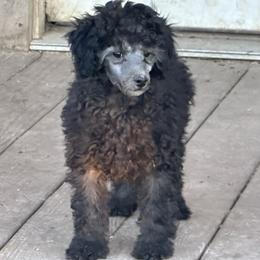 Jack (lt blue) - Silver male Poodle puppy in Cabool, Missouri from Rafter B Farms