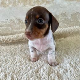 Nutmeg - Chocolate and tan female Dachshund puppy in Granbury, Texas from Bluebonnet Dachshunds, LLC