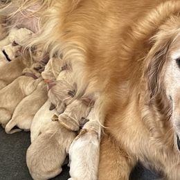 Lilly - Golden Retriever