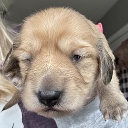 Lightly shaded cream girl 3 - Cream female Dachshund puppy in Paris, Texas from Rolling9dachshunds