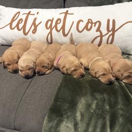 Labrador Retriever puppies from H & H Retrievers