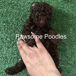 Poodle Puppies from Tiny Toy Poodles