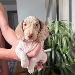 Vanilla Latte Cream Dapple Piebald - Dapple male Dachshund puppy in Bremen, Georgia from Jones Royal Kennels / Jones Miniature Dachshunds