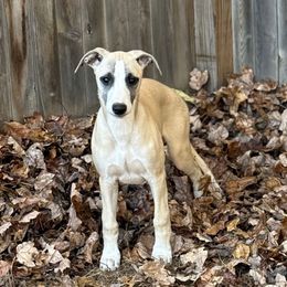 Female 5 - Fawn female Whippet puppy in Saratoga Springs, New York from Rosmoor Whippets
