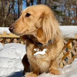 Estrela - Dachshund