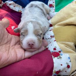 Vixen - Red merle female Australian Shepherd puppy in Trail, Oregon from Stapp's Australian Shepherds