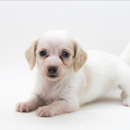 Female 3 - Piebald female Dachshund puppy in Childress, Texas from Taylor Farms