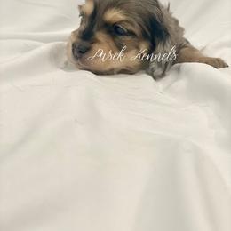 Dachshund Puppies from Pasek Kennels