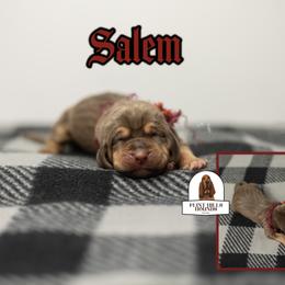 Salem - Liver and tan female Bloodhound puppy in Wamego, Kansas from Flint Hills Hounds
